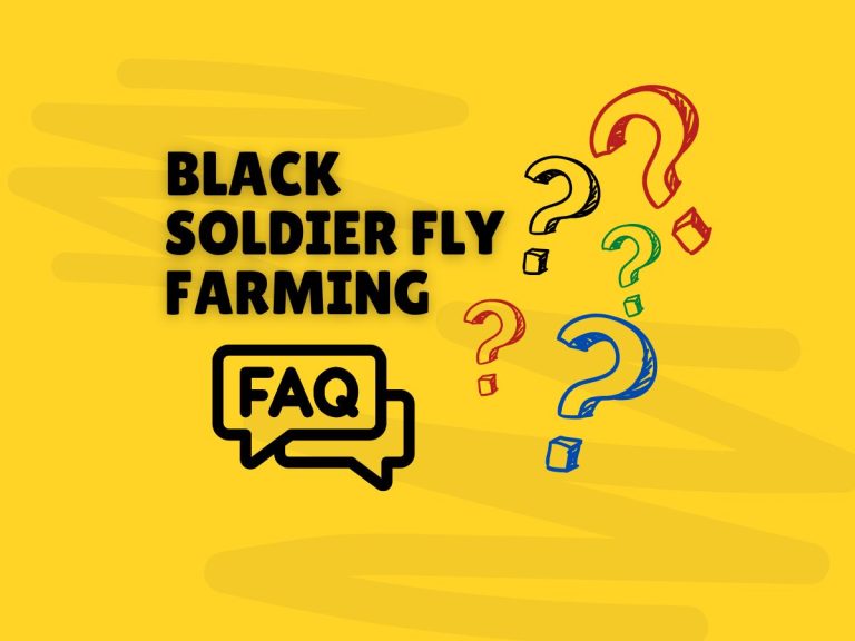 9 Most Frequently Asked Questions About Black Soldier Fly Farming