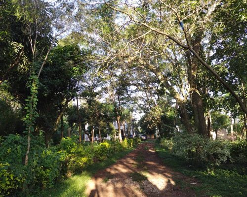 MFAHL entrance forest